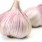 garlic_01