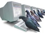 pigeon system