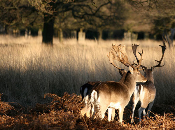 richmond park