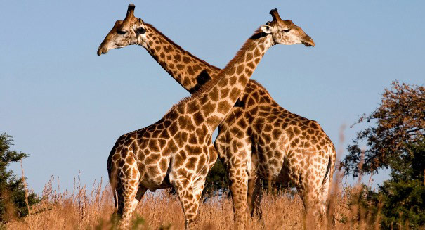 giraffe neck