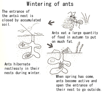 Ants in Winter