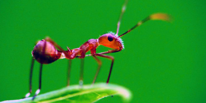 Where do ants go in winter