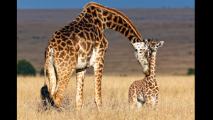 15 Interesting facts about giraffes you may have never known
