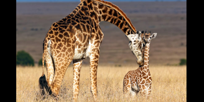 15 Interesting facts about giraffes you may have never known