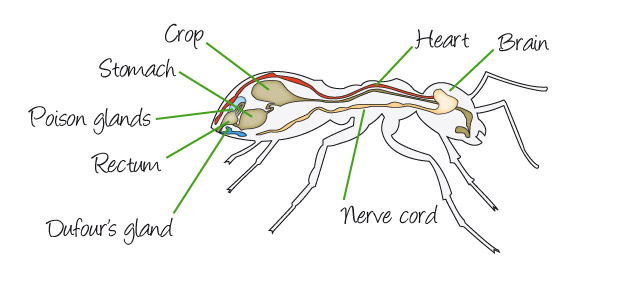 Ants Anatomy