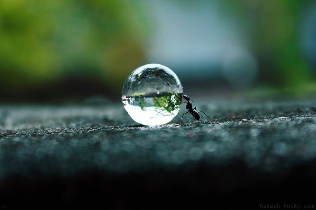 10 Unbelievable facts about ants you have never heard before