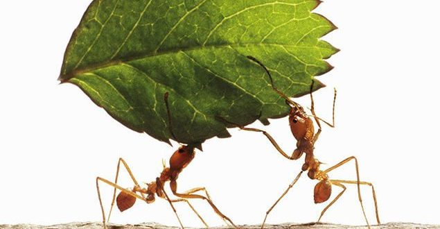 10 Unbelievable facts about ants you have never heard before
