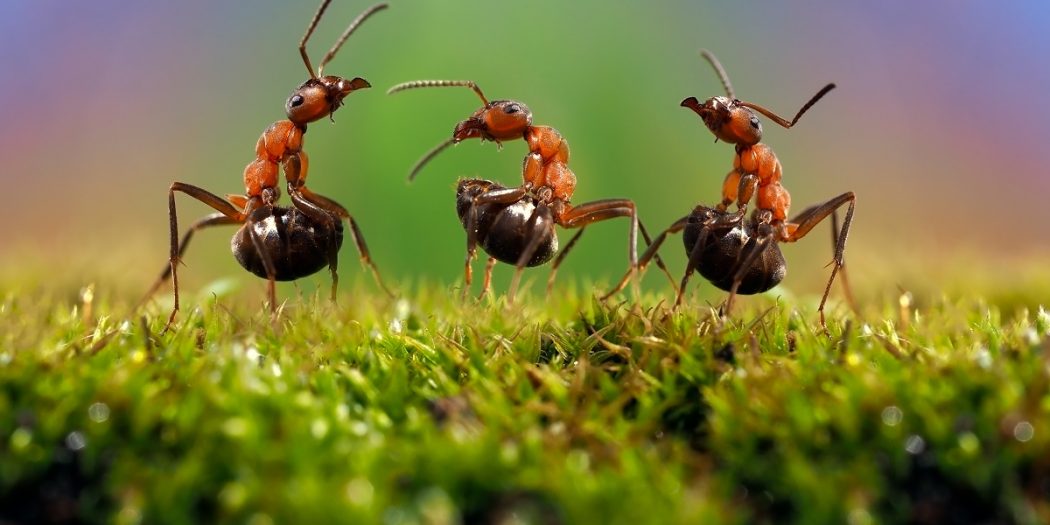 What attracts ants in the house