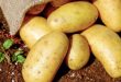 potato in anus